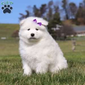 Sara, Samoyed Puppy